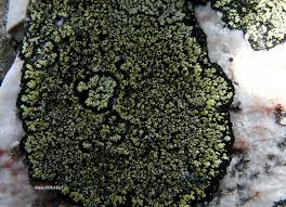 Attēlu rezultāti vaicājumam “Rhizocarpon geographicum”