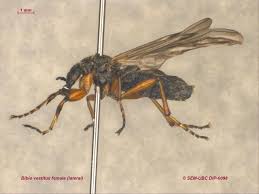 Attēlu rezultāti vaicājumam “Bibionidae female”