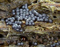 Attēlu rezultāti vaicājumam “Cribraria argillacea sessile”