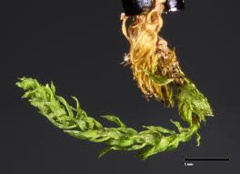 Attēlu rezultāti vaicājumam “Pohlia”