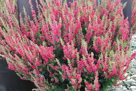 Attēlu rezultāti vaicājumam “Calluna vulgaris”