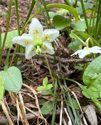 Attēlu rezultāti vaicājumam “Moneses uniflora flower”