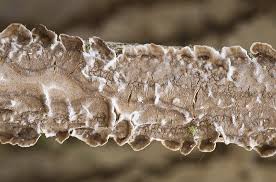 Attēlu rezultāti vaicājumam “Hymenochaete tabacina”