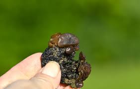 Attēlu rezultāti vaicājumam “Sporophagomyces chrysostomus”