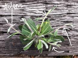 Attēlu rezultāti vaicājumam “Pilosella officinarum leaf”