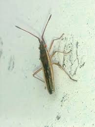 Attēlu rezultāti vaicājumam “Myrmus miriformis”