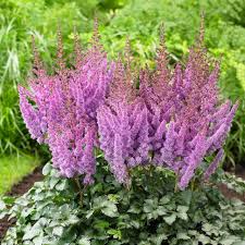 Image result for Astilbe