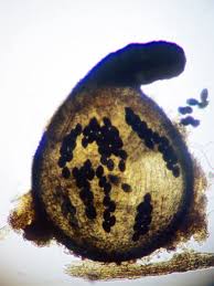 Attēlu rezultāti vaicājumam “Sordaria fimicola”