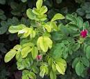 Yard &amp; Garden News: July 1, 2007