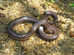 Attēlu rezultāti vaicājumam “Retinia resinella exuvia”