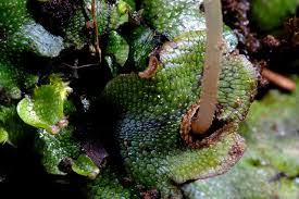 Attēlu rezultāti vaicājumam “Conocephalum salebrosum”