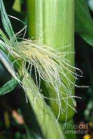 Attēlu rezultāti vaicājumam “Zea mays female flower”