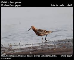 Attēlu rezultāti vaicājumam “Calidris ferruginea”