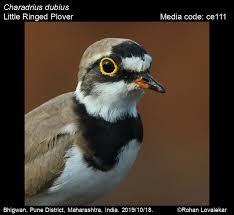 Attēlu rezultāti vaicājumam “Charadrius dubius”