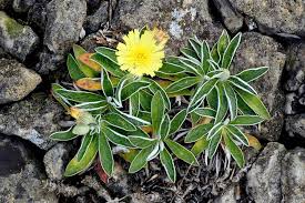 Attēlu rezultāti vaicājumam “Hieracium”