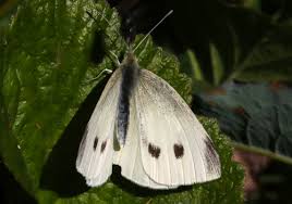 Attēlu rezultāti vaicājumam “Pieris rapae underside”