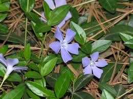 Attēlu rezultāti vaicājumam “Vinca minor leaf”