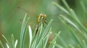 Attēlu rezultāti vaicājumam “Sympetrum sanguineum female”
