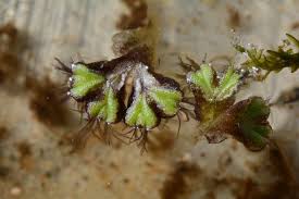 Attēlu rezultāti vaicājumam “Ricciocarpos natans”