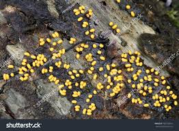 Attēlu rezultāti vaicājumam “Trichia varia”