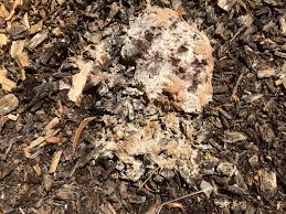 Attēlu rezultāti vaicājumam “Fuligo candida f. persicum spores”