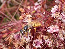 Attēlu rezultāti vaicājumam “Cuscuta epithymum subsp. trifolii flower”