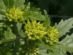 Attēlu rezultāti vaicājumam “Sinapis alba leaf”