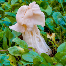 Attēlu rezultāti vaicājumam “Helvella crispa”