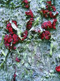 Attēlu rezultāti vaicājumam “Neonectria coccinea”