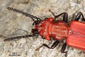 Attēlu rezultāti vaicājumam “Cucujus cinnaberinus”
