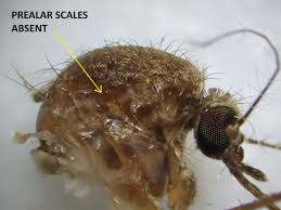 Attēlu rezultāti vaicājumam “Culex pipiens female”