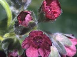 Attēlu rezultāti vaicājumam “Cynoglossum officinale flower”
