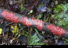 Attēlu rezultāti vaicājumam “Cytidia salicina”