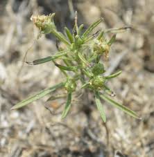 Attēlu rezultāti vaicājumam “Plantago uniflora”