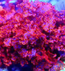 Attēlu rezultāti vaicājumam “Physarum viride var. aurantium macro”