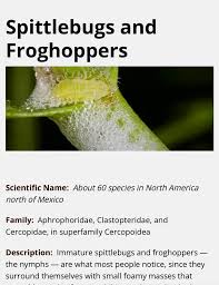 Attēlu rezultāti vaicājumam “Aphrophoridae nymph”