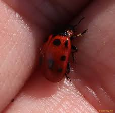 Attēlu rezultāti vaicājumam “Gonioctena viminalis”