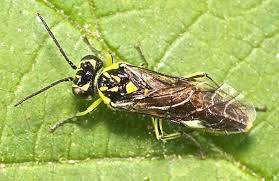 Attēlu rezultāti vaicājumam “Rhogogaster picta”