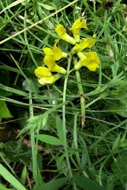 Attēlu rezultāti vaicājumam “Lathyrus pratensis leaf”