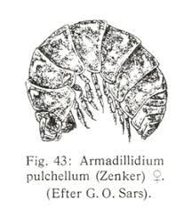 Attēlu rezultāti vaicājumam “Armadillidium pulchellum”