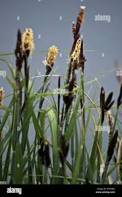Attēlu rezultāti vaicājumam “Schoenus ferrugineus flower”
