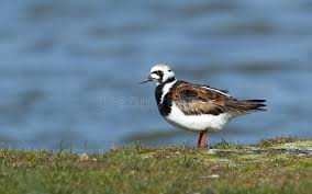 Attēlu rezultāti vaicājumam “Arenaria interpres adult”