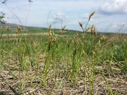 Attēlu rezultāti vaicājumam “Carex praecox”