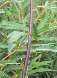 Attēlu rezultāti vaicājumam “Salix daphnoides subsp. acutifolia”