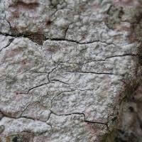 Attēlu rezultāti vaicājumam “Pertusaria leioplaca”