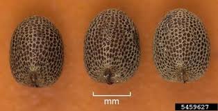 Attēlu rezultāti vaicājumam “Geranium dissectum fruit”