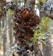 Attēlu rezultāti vaicājumam “Tuckermannopsis chlorophylla”
