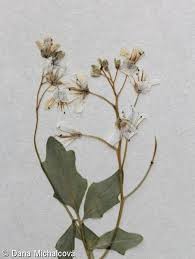 Attēlu rezultāti vaicājumam “Cardamine amara”