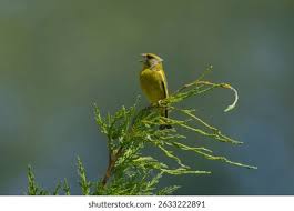 Attēlu rezultāti vaicājumam “Chloris chloris male”