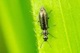 Attēlu rezultāti vaicājumam “Dasytes caeruleus imago”